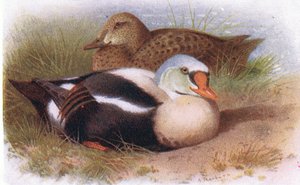 King Eider